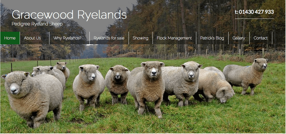 ryeland sheep woothemes canvas website